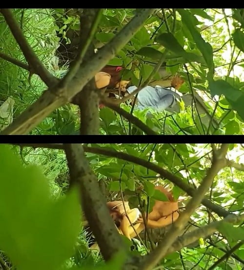 Tactical Espionage Voyeur 2 1