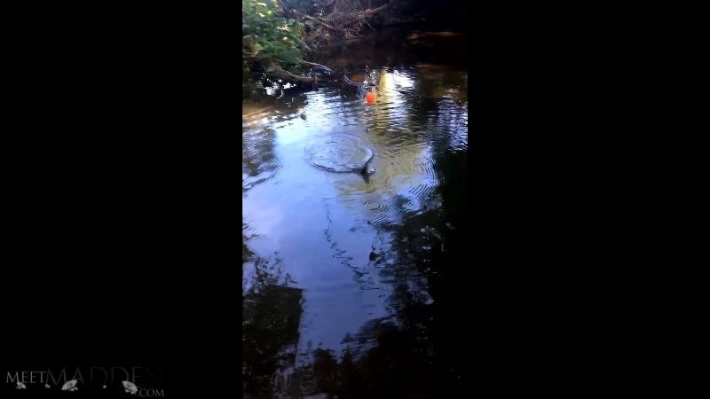 MeetMadden 20 07 29 Bass Fishing FullHD 5