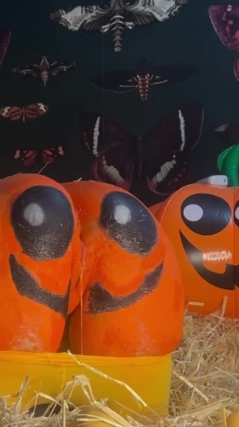 Cumshots & Creampies - October 6, 2025 Creampie In Pumpkin Patch 3