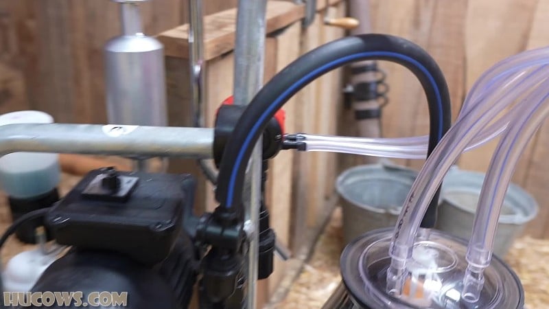 HuCows 25/11/08 Darina And Elizabeth Duo Goat Milker FullHD 5