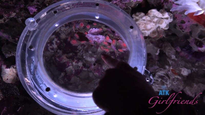 ATKGirlfriends 25/12/12 Summer Renee Norcal 5 4k 2