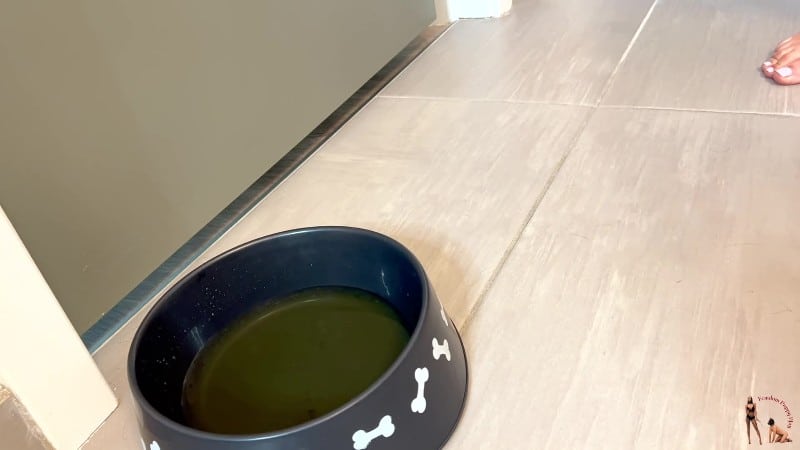 Femdom Puppy Play - Parker Skyes Hydrates and Cucks Her step-Son 5