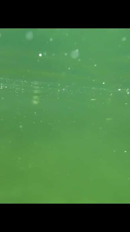 Linostrami - Schwimmen 4