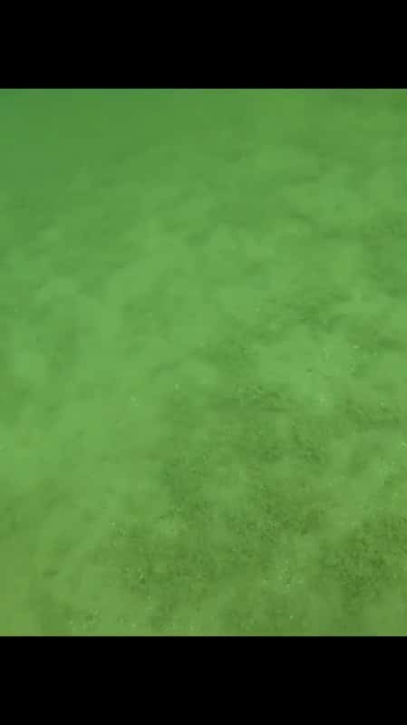 Linostrami - Schwimmen 16