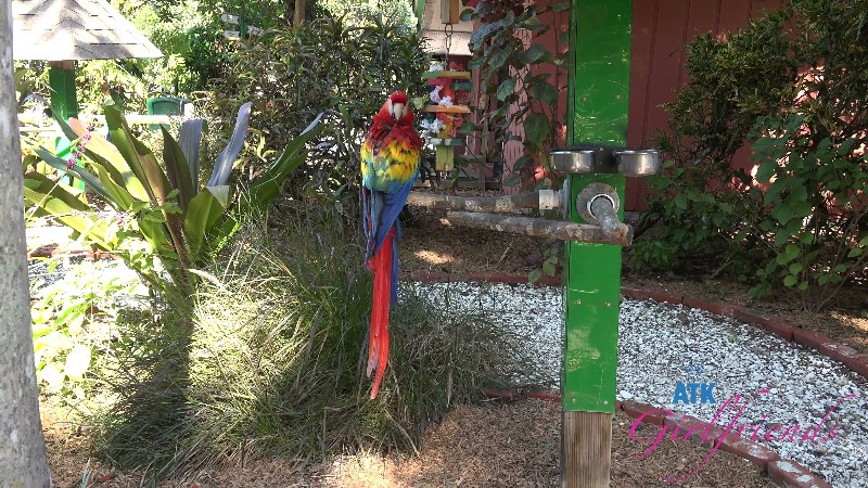 ATKGirlfriends 26 01 31 Nicole Nichols Sarasota 5 4k 2