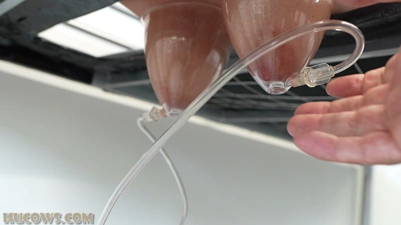 HuCows 26/01/03 Darina Udder Stretching FullHD 3