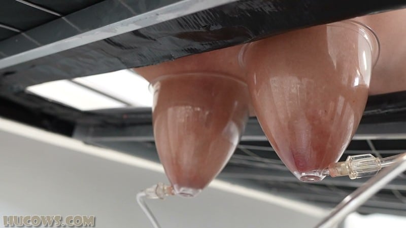 HuCows 26/01/03 Darina Udder Stretching FullHD 4